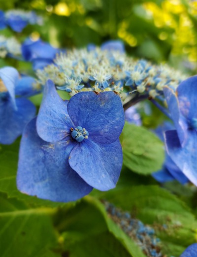 雨が原因なのか、美しい紫陽花に会えず 雨が原因なのか、美しい紫陽花に会えず