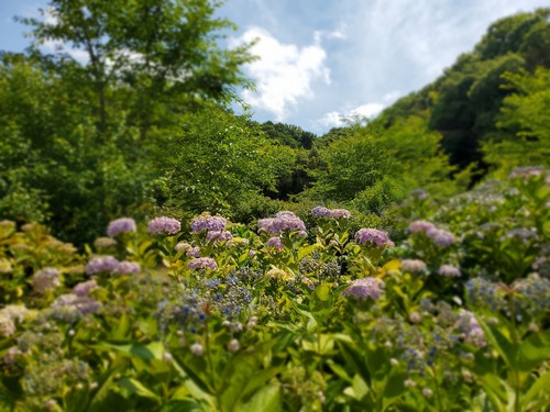 雨が原因なのか、美しい紫陽花に会えず 雨が原因なのか、美しい紫陽花に会えず
