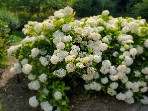 雨が原因なのか、美しい紫陽花に会えず 雨が原因なのか、美しい紫陽花に会えず