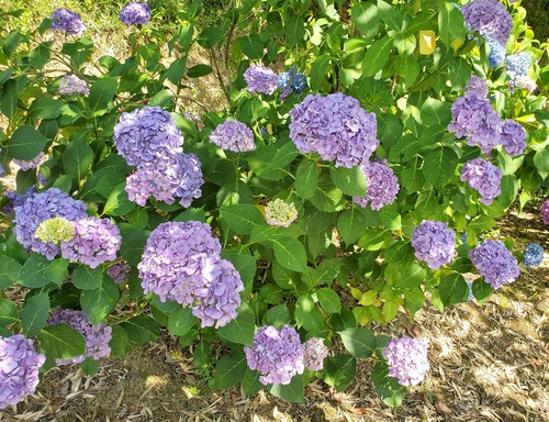 雨が原因なのか、美しい紫陽花に会えず 雨が原因なのか、美しい紫陽花に会えず