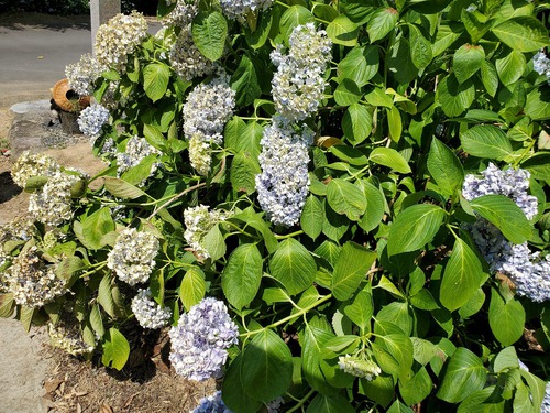 雨が原因なのか、美しい紫陽花に会えず 雨が原因なのか、美しい紫陽花に会えず