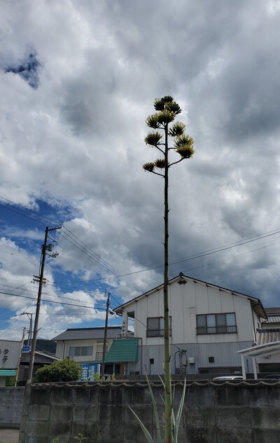 50年~70年に一度しか咲かない花を見に行く。 50年~70年に一度しか咲かない花を見に行く。