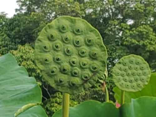 泥の中でも美しく咲く花 泥の中でも美しく咲く花