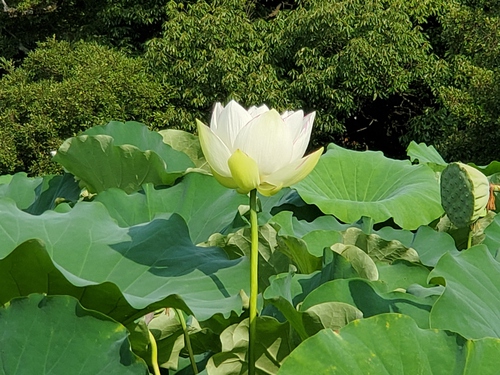 泥の中でも美しく咲く花 泥の中でも美しく咲く花