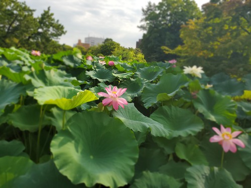 泥の中でも美しく咲く花 泥の中でも美しく咲く花