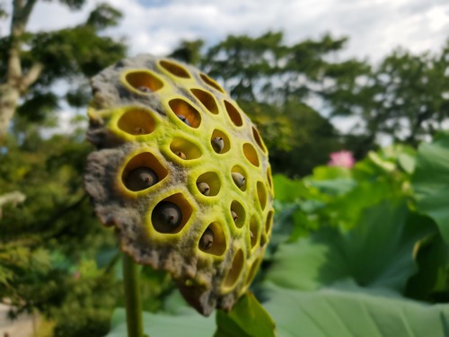 泥の中でも美しく咲く花 泥の中でも美しく咲く花
