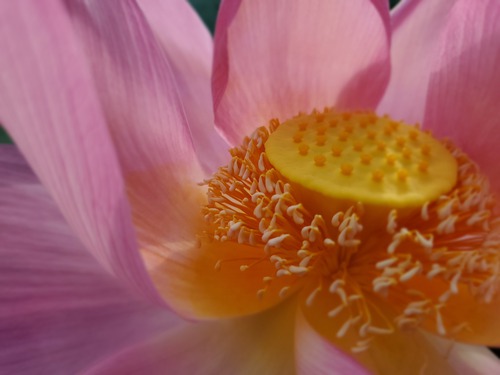 泥の中でも美しく咲く花 泥の中でも美しく咲く花