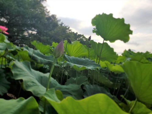 泥の中でも美しく咲く花 泥の中でも美しく咲く花