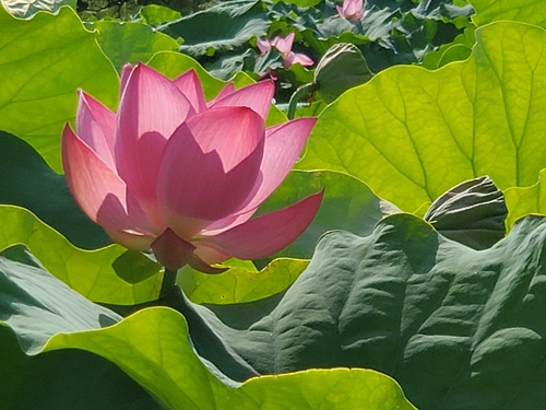 泥の中でも美しく咲く花 泥の中でも美しく咲く花