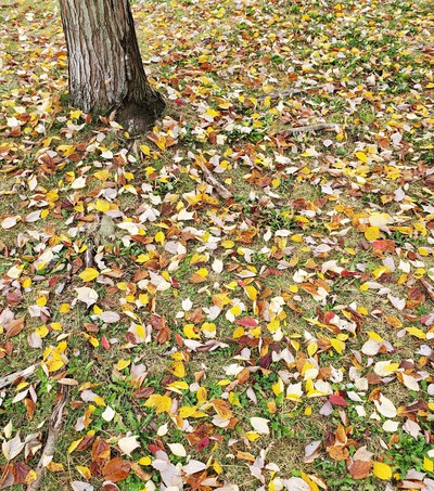美しい紅葉の中でスポレク参加 美しい紅葉の中でスポレク参加