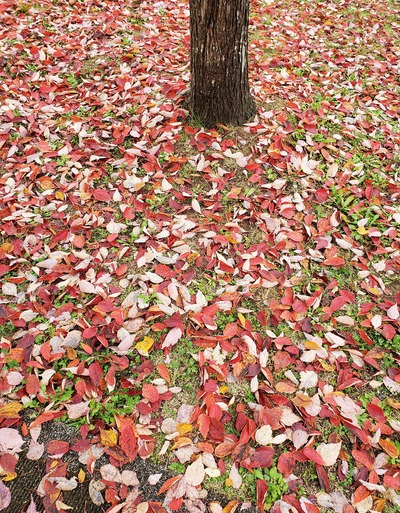 美しい紅葉の中でスポレク参加 美しい紅葉の中でスポレク参加