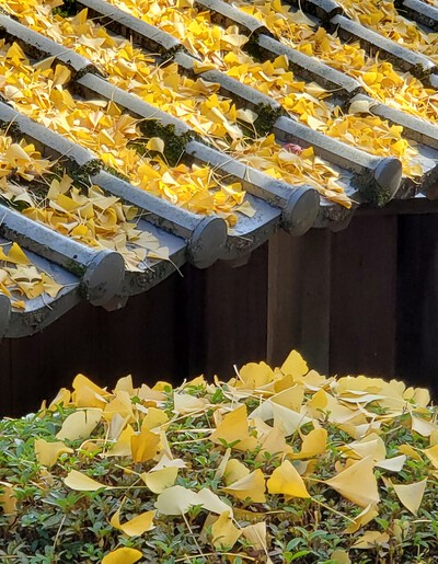 結願の大窪寺の紅葉が見ごろ 結願の大窪寺の紅葉が見ごろ