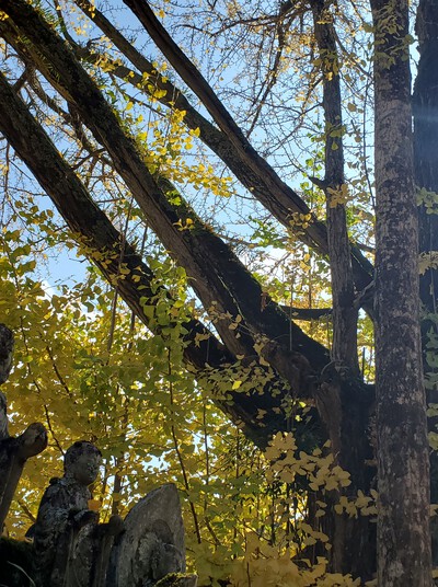 結願の大窪寺の紅葉が見ごろ 結願の大窪寺の紅葉が見ごろ