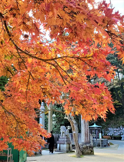 結願の大窪寺の紅葉が見ごろ 結願の大窪寺の紅葉が見ごろ