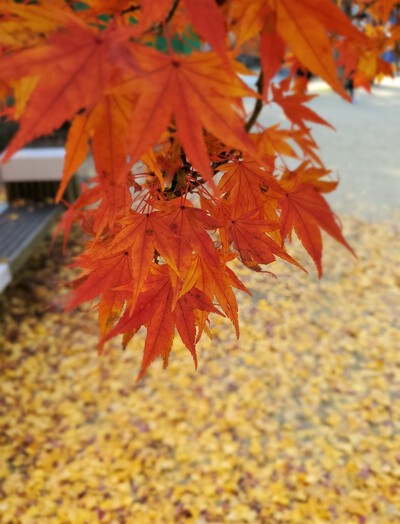 結願の大窪寺の紅葉が見ごろ 結願の大窪寺の紅葉が見ごろ