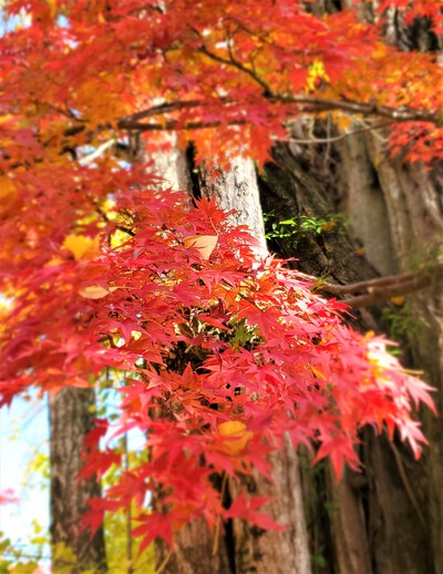 結願の大窪寺の紅葉が見ごろ 結願の大窪寺の紅葉が見ごろ