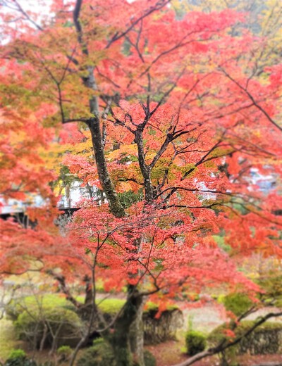 結願の大窪寺の紅葉が見ごろ 結願の大窪寺の紅葉が見ごろ