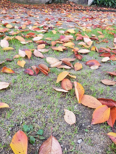 秋の桜も魅力的 秋の桜も魅力的