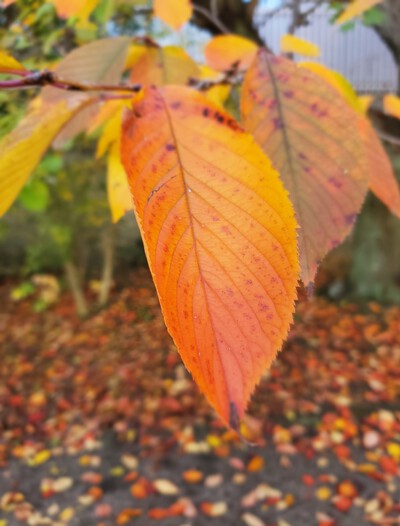 秋の桜も魅力的 秋の桜も魅力的