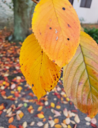秋の桜も魅力的 秋の桜も魅力的