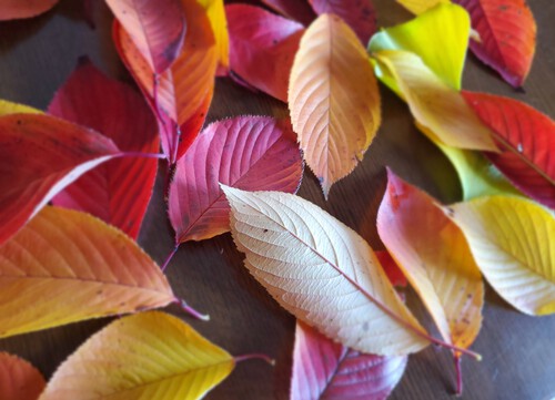 秋の桜も魅力的 秋の桜も魅力的