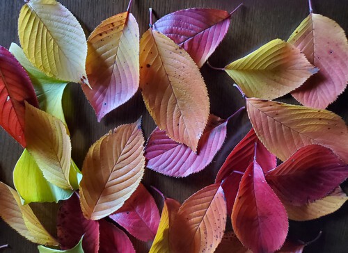 秋の桜も魅力的 秋の桜も魅力的
