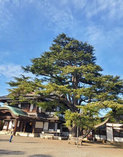 栗林公園のちょっとしたニュース 栗林公園のちょっとしたニュース