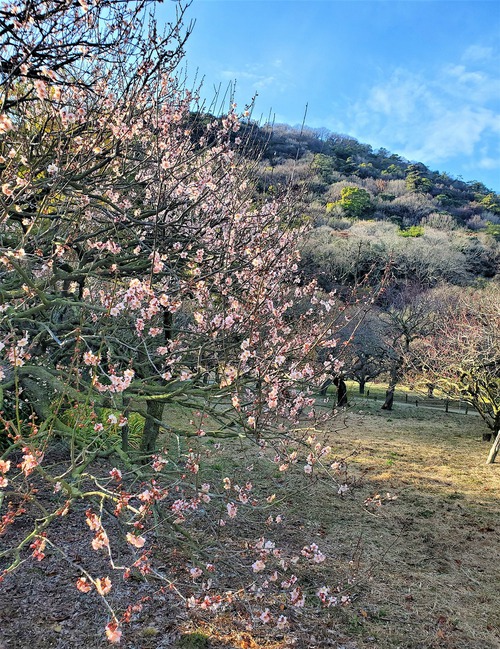 栗林公園のちょっとしたニュース 栗林公園のちょっとしたニュース
