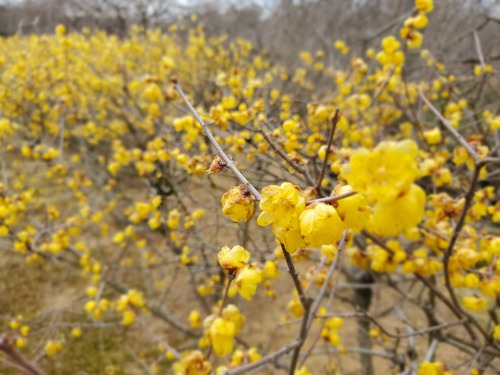 花に酔い、春を感じた一日 花に酔い、春を感じた一日