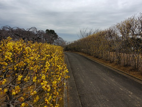 花に酔い、春を感じた一日 花に酔い、春を感じた一日