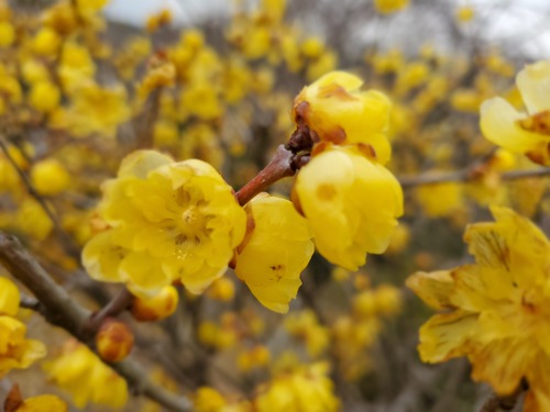 花に酔い、春を感じた一日 花に酔い、春を感じた一日