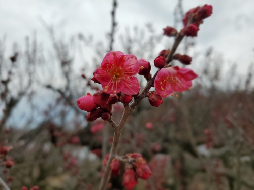 花に酔い、春を感じた一日 花に酔い、春を感じた一日