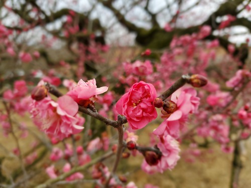 花に酔い、春を感じた一日 花に酔い、春を感じた一日