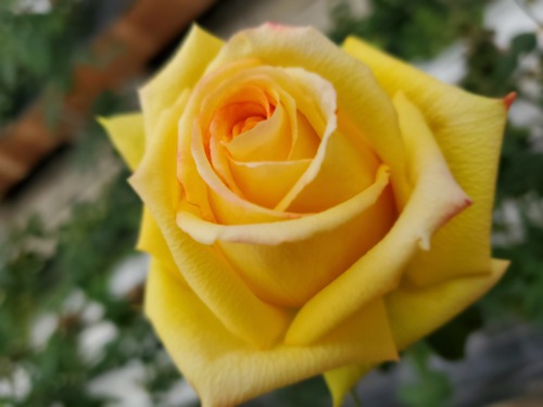 花に酔い、春を感じた一日 花に酔い、春を感じた一日