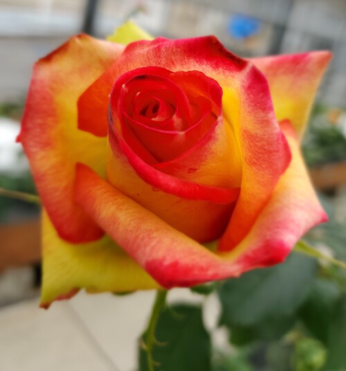 花に酔い、春を感じた一日 花に酔い、春を感じた一日