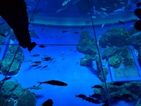 新しいカタチのエンタテイメント水族館「沖縄かりゆし水族館」