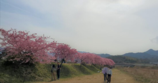 花見に行って宝石おじさんに出会った。 花見に行って宝石おじさんに出会った。