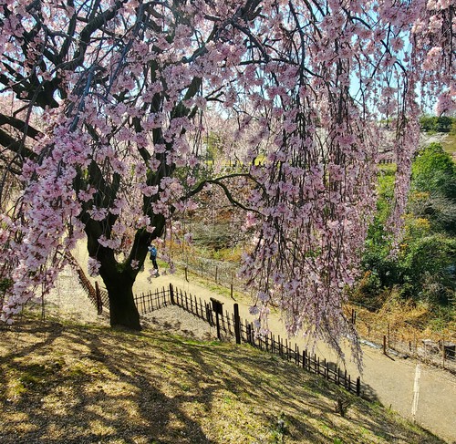 二日続けて桜時間・・・ 二日続けて桜時間・・・