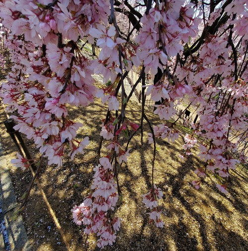 二日続けて桜時間・・・ 二日続けて桜時間・・・