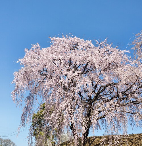 二日続けて桜時間・・・ 二日続けて桜時間・・・