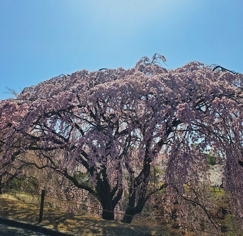 二日続けて桜時間・・・ 二日続けて桜時間・・・