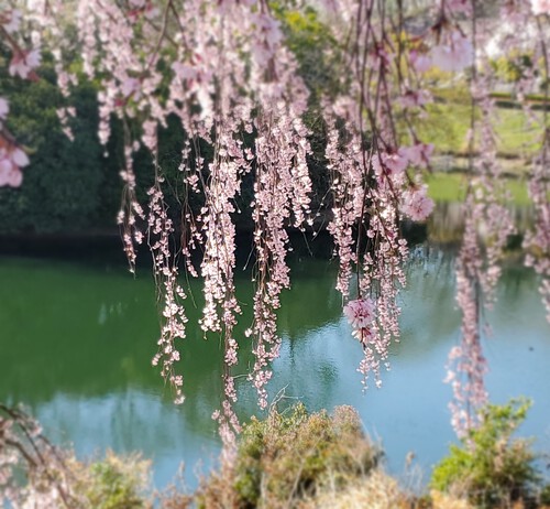 二日続けて桜時間・・・ 二日続けて桜時間・・・