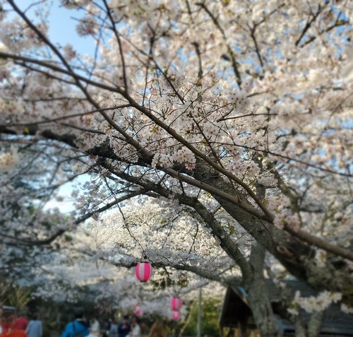 二日続けて桜時間・・・ 二日続けて桜時間・・・