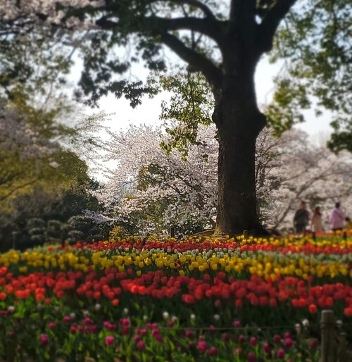 二日続けて桜時間・・・ 二日続けて桜時間・・・