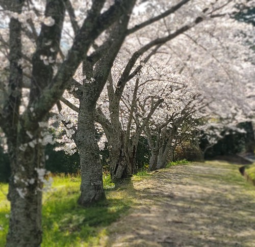 二日続けて桜時間・・・ 二日続けて桜時間・・・