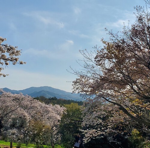 二日続けて桜時間・・・ 二日続けて桜時間・・・