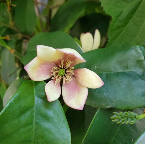 街中の花は、控えめで地味な花 街中の花は、控えめで地味な花