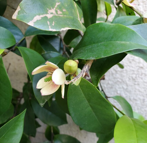 街中の花は、控えめで地味な花 街中の花は、控えめで地味な花
