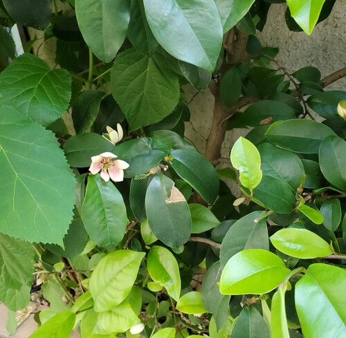 街中の花は、控えめで地味な花 街中の花は、控えめで地味な花