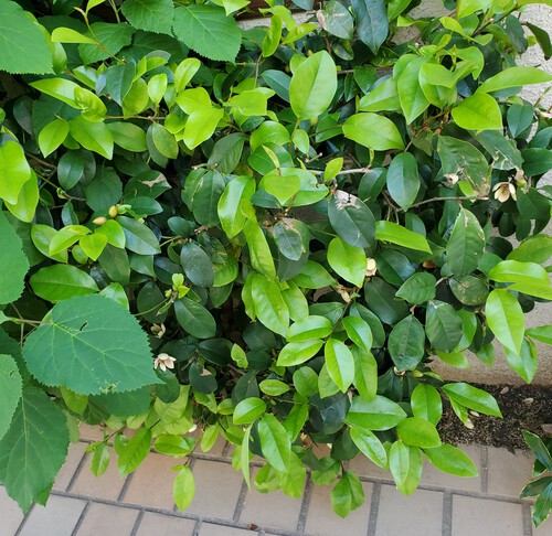 街中の花は、控えめで地味な花 街中の花は、控えめで地味な花